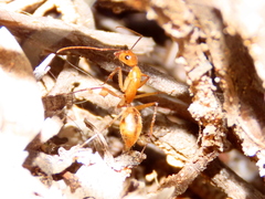 Camponotus cuneiscapus