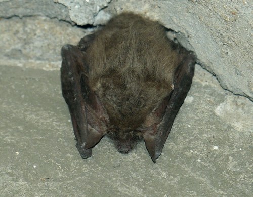 Gray Big-eared Bat
