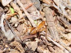 Camponotus cuneiscapus