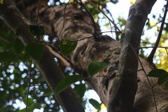 Salacia chinensis