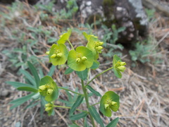 Euphorbia iberica