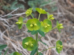 Euphorbia iberica