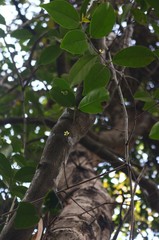 Salacia chinensis