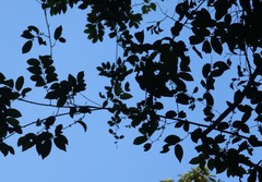 Salacia chinensis
