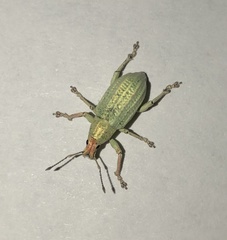 Compsus auricephalus