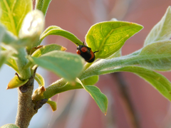 Cryptocephalus notatus