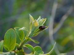 Cryptocephalus notatus