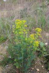 Euphorbia iberica
