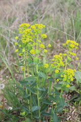 Euphorbia iberica