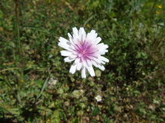 Crepis rubra