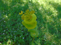 Smyrnium perfoliatum rotundifolium