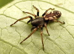 Cicynethus
