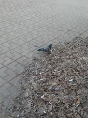 Columba livia domestica