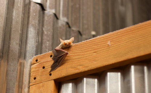 Pallid Bat
