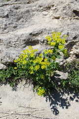 Euphorbia iberica