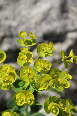 Euphorbia iberica