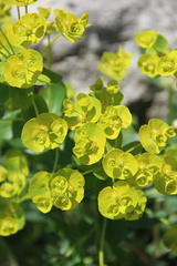 Euphorbia iberica