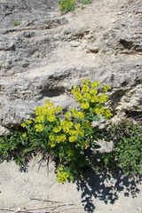 Euphorbia iberica