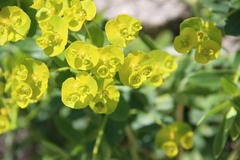 Euphorbia iberica