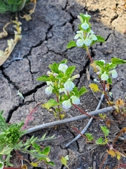 Acanthomintha ilicifolia
