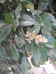 Melicoccus bijugatus