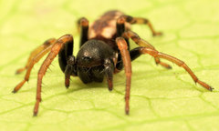 Cicynethus