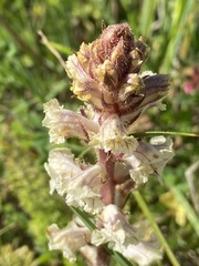 Orobanche minor