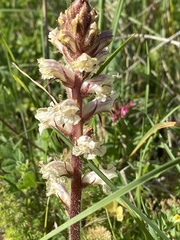Orobanche minor