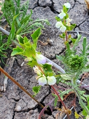 Acanthomintha ilicifolia