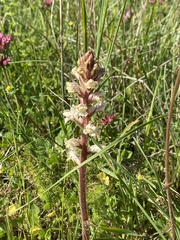 Orobanche minor