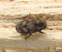 Hylesinus