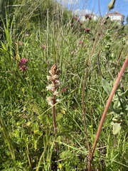 Orobanche minor