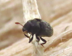 Hylesinus