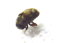 Hylesinus