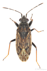 Peritrechus gracilicornis