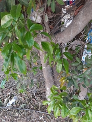 Melicoccus bijugatus