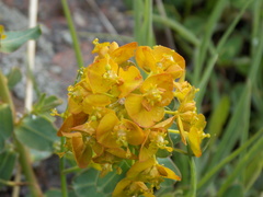Euphorbia iberica