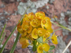 Euphorbia iberica