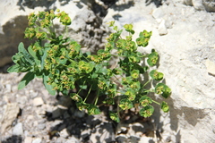 Euphorbia iberica