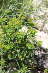 Euphorbia iberica
