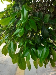 Melicoccus bijugatus