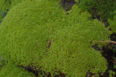 Azorella aretioides
