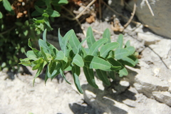 Euphorbia iberica