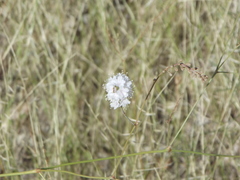 Boerhavia xantii