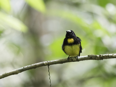 White-Fronted Manakin photo 4