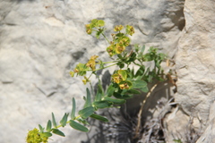 Euphorbia iberica
