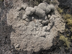 Pertusaria dennistonensis