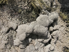 Pertusaria dennistonensis