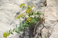 Euphorbia iberica