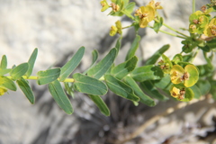 Euphorbia iberica